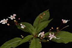 Impatiens racemosa